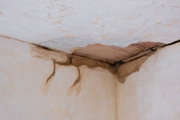 Best Mold removal after water damage  in Hallettsville, TX